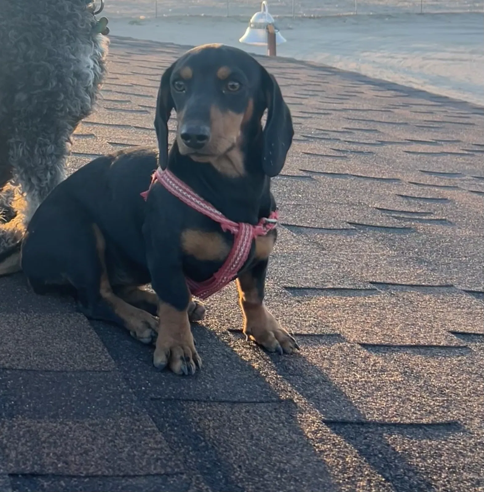 Lost dog in Phelan, CA, 92371