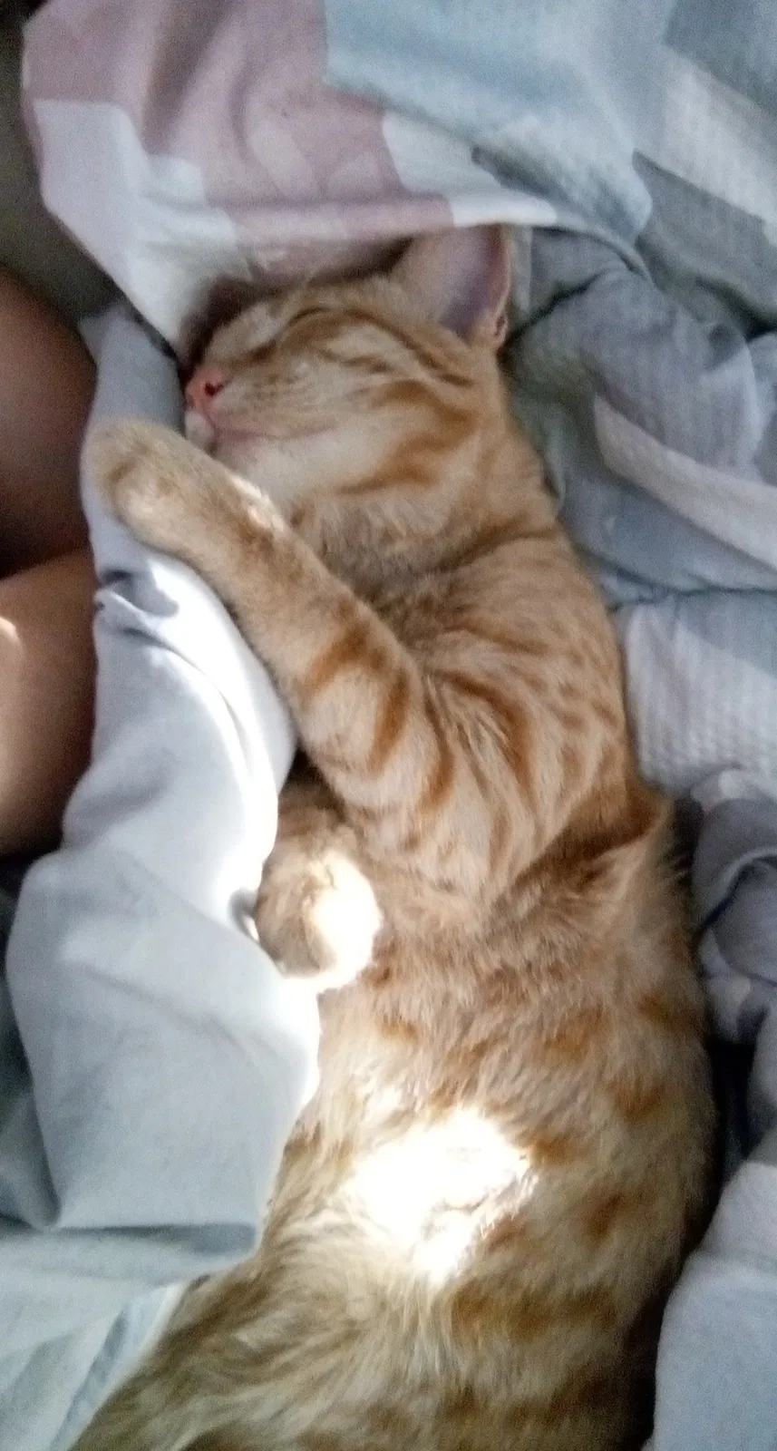 Lost cat in Wichita, KS, 67217
