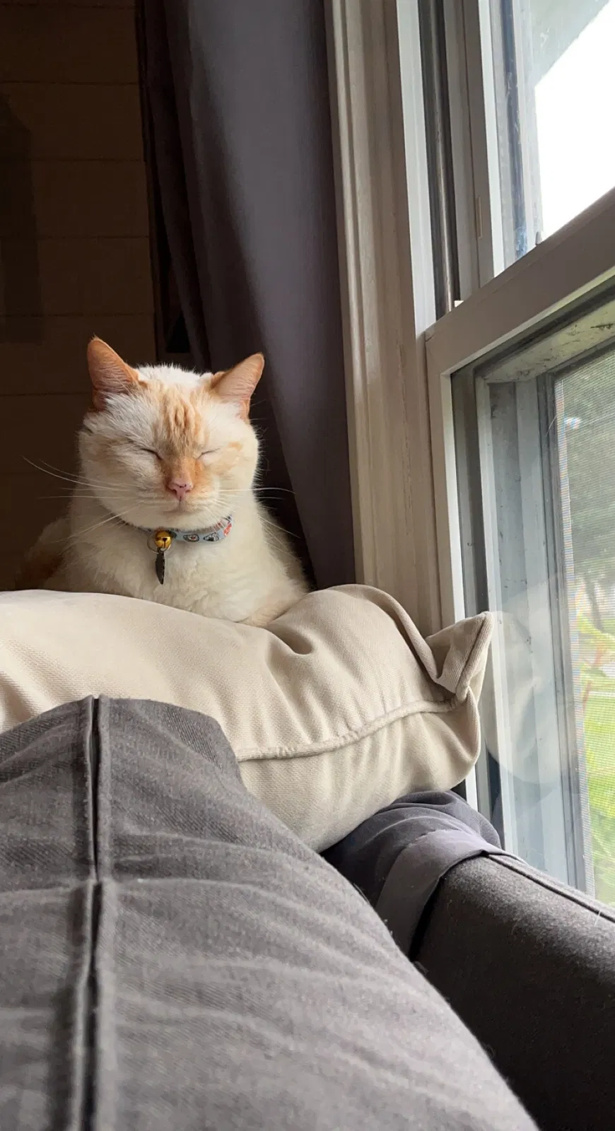 Lost cat in Loveland, OH, 45140