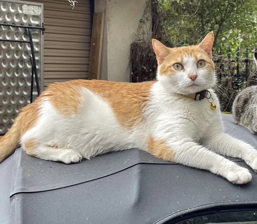 Lost cat in Maitland, FL, 32751
