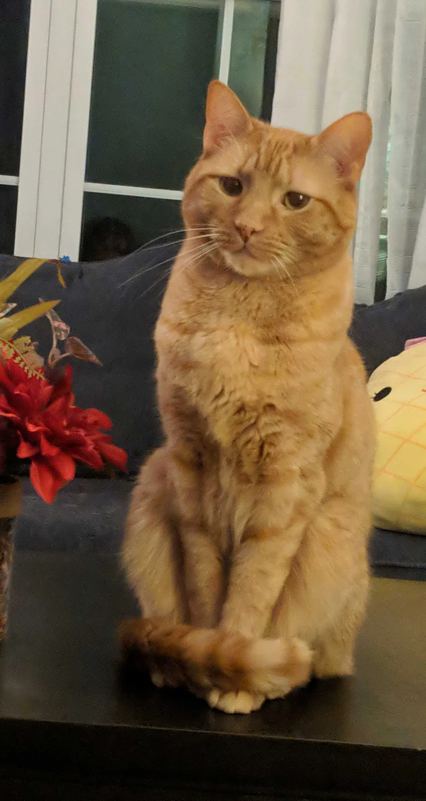 Lost cat in Windsor, CT, 6095