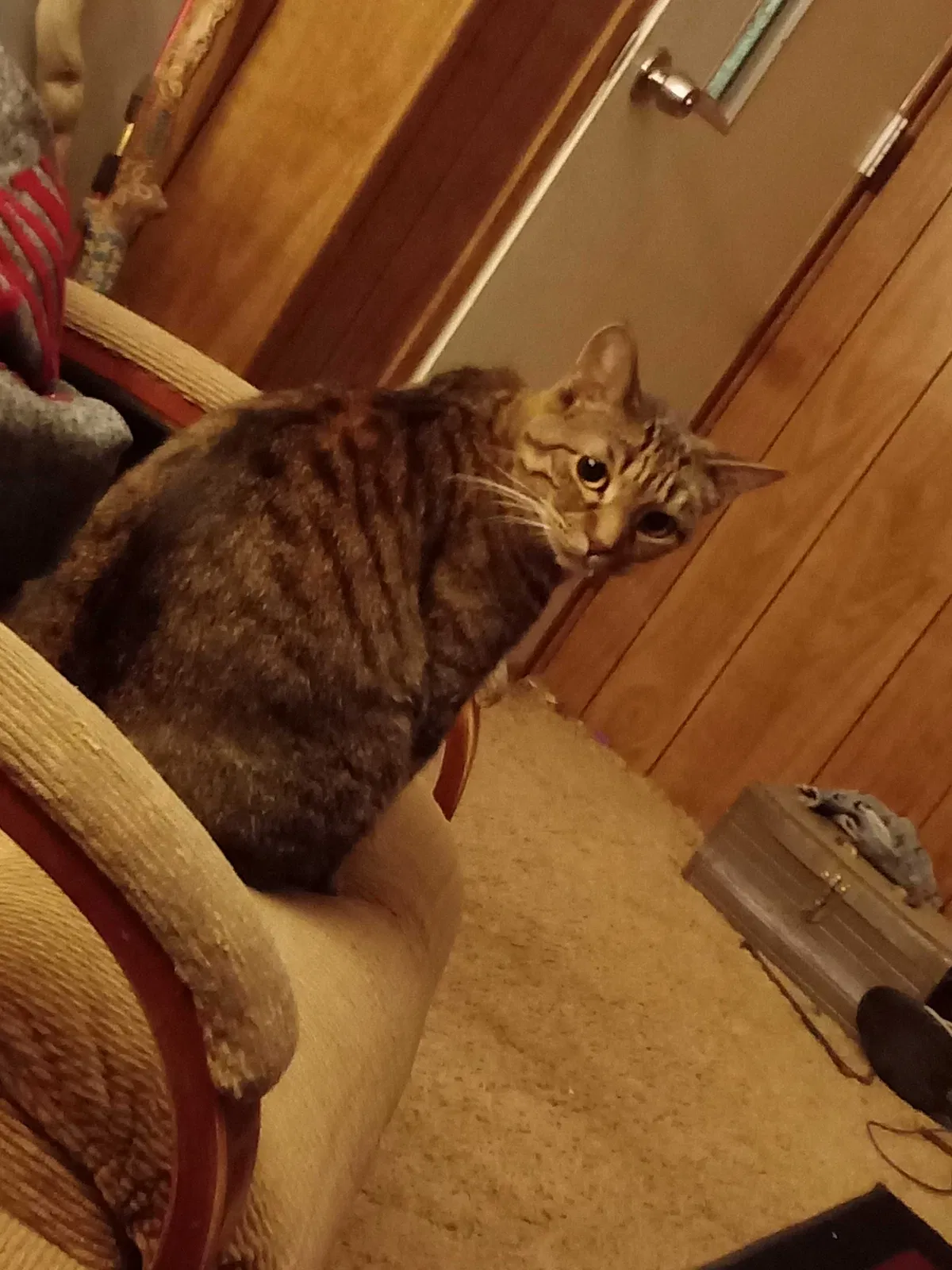 Lost cat in Pahrump, NV, 89048