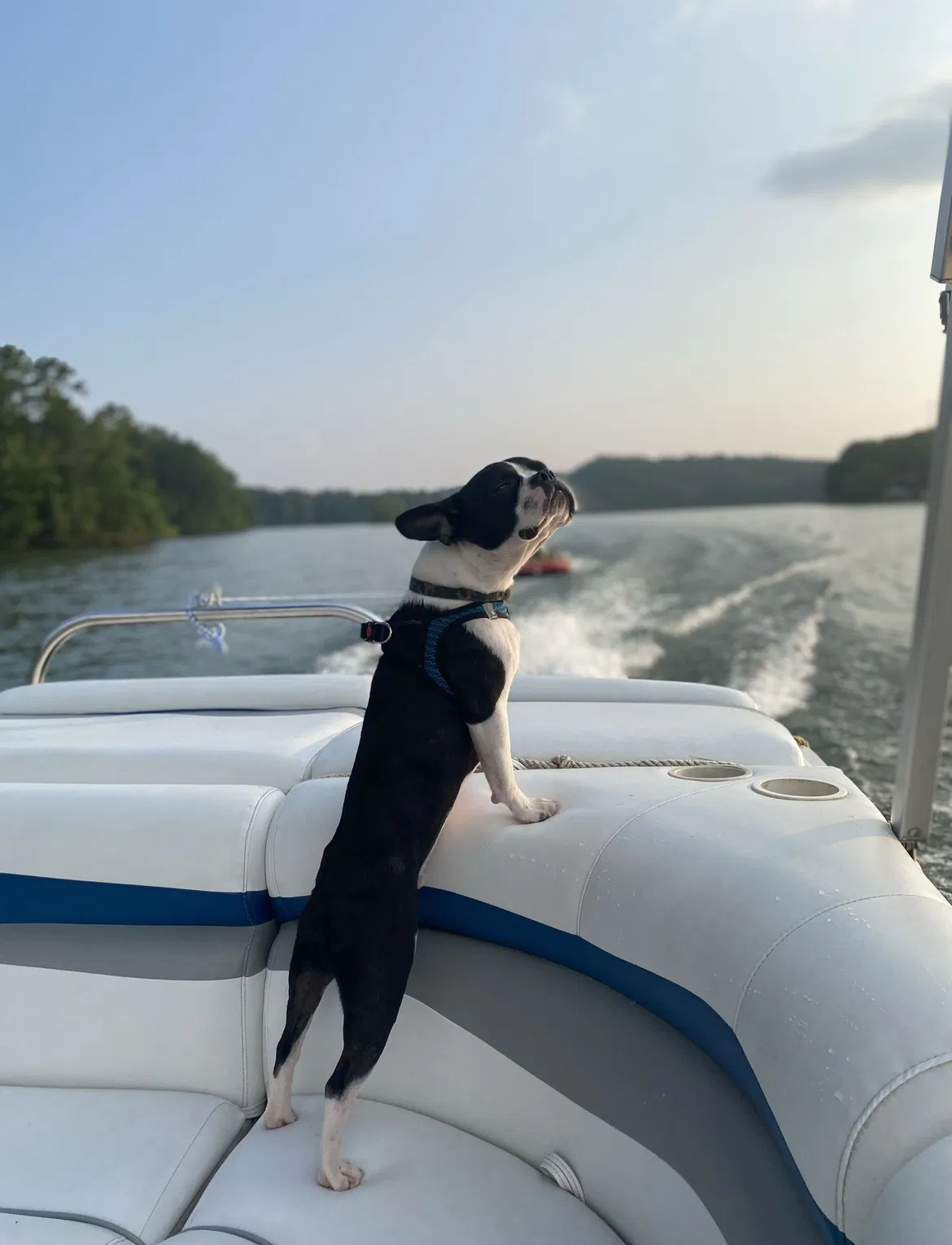 Lost dog in Prattville, AL, 36067