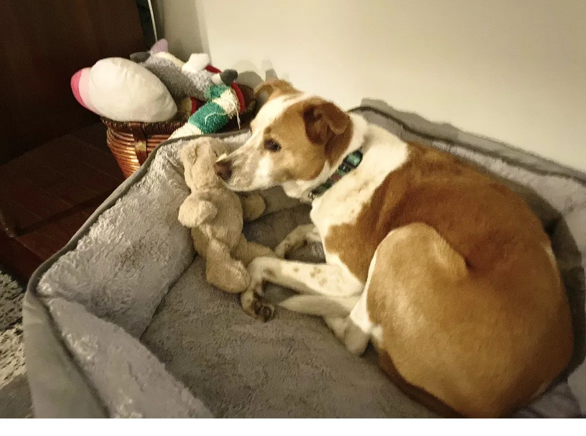 Lost dog in Prattville, AL, 36067