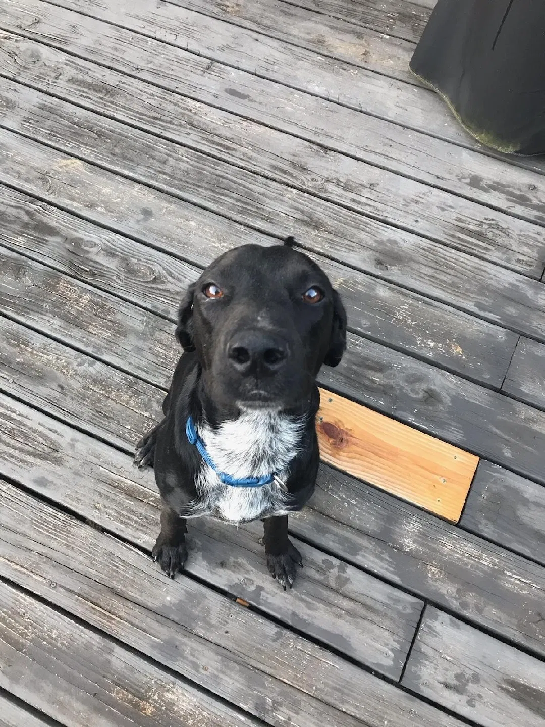 Found dog in Live Oak, FL, 32060