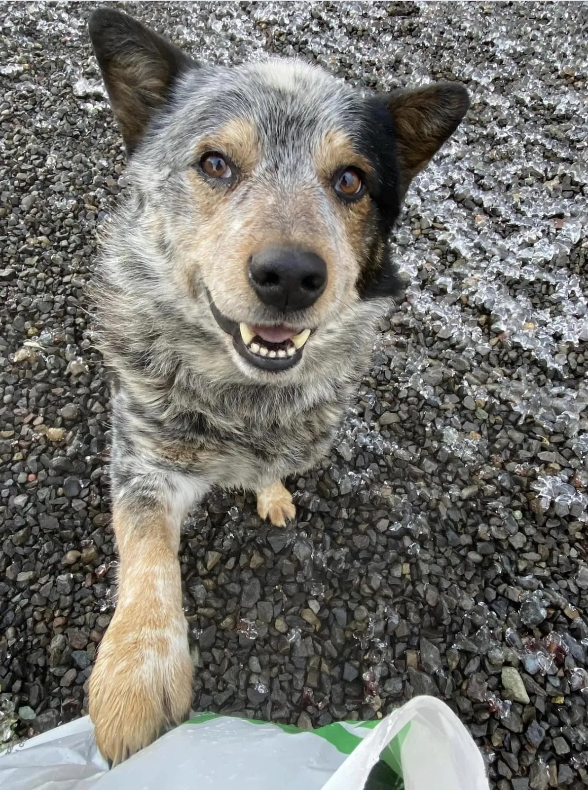 Lost dog in Turner, OR, 97392