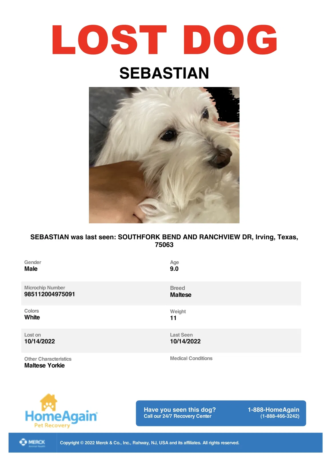 Lost dog in Irving, TX, 75063