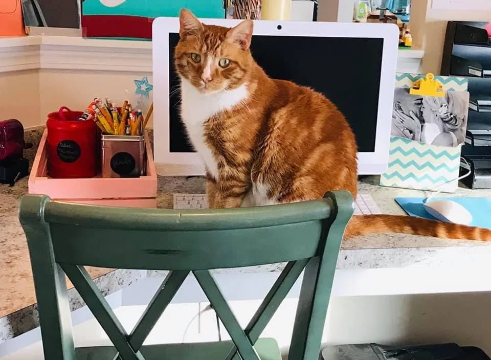 Lost cat in Hermitage, TN, 37076