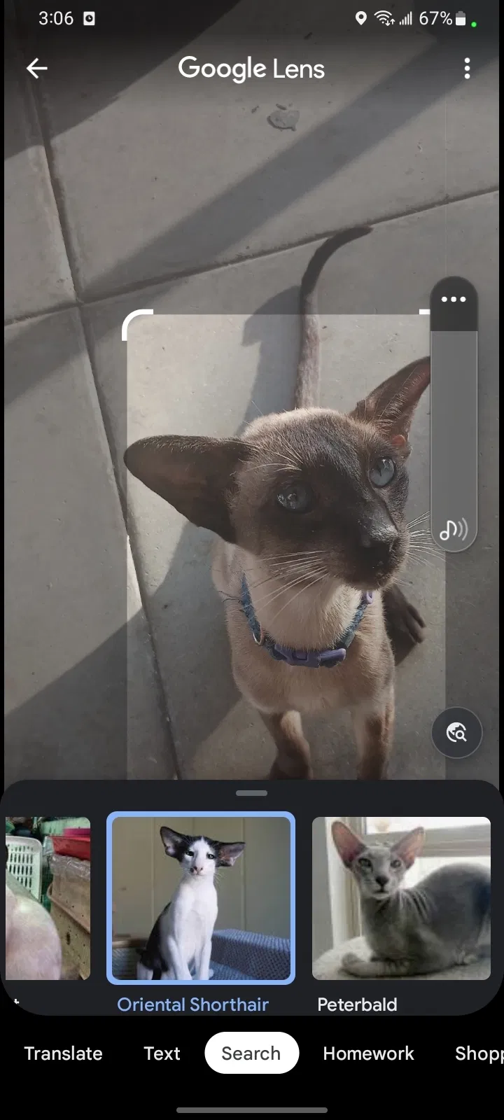 Found cat in Hanford, CA, 93230