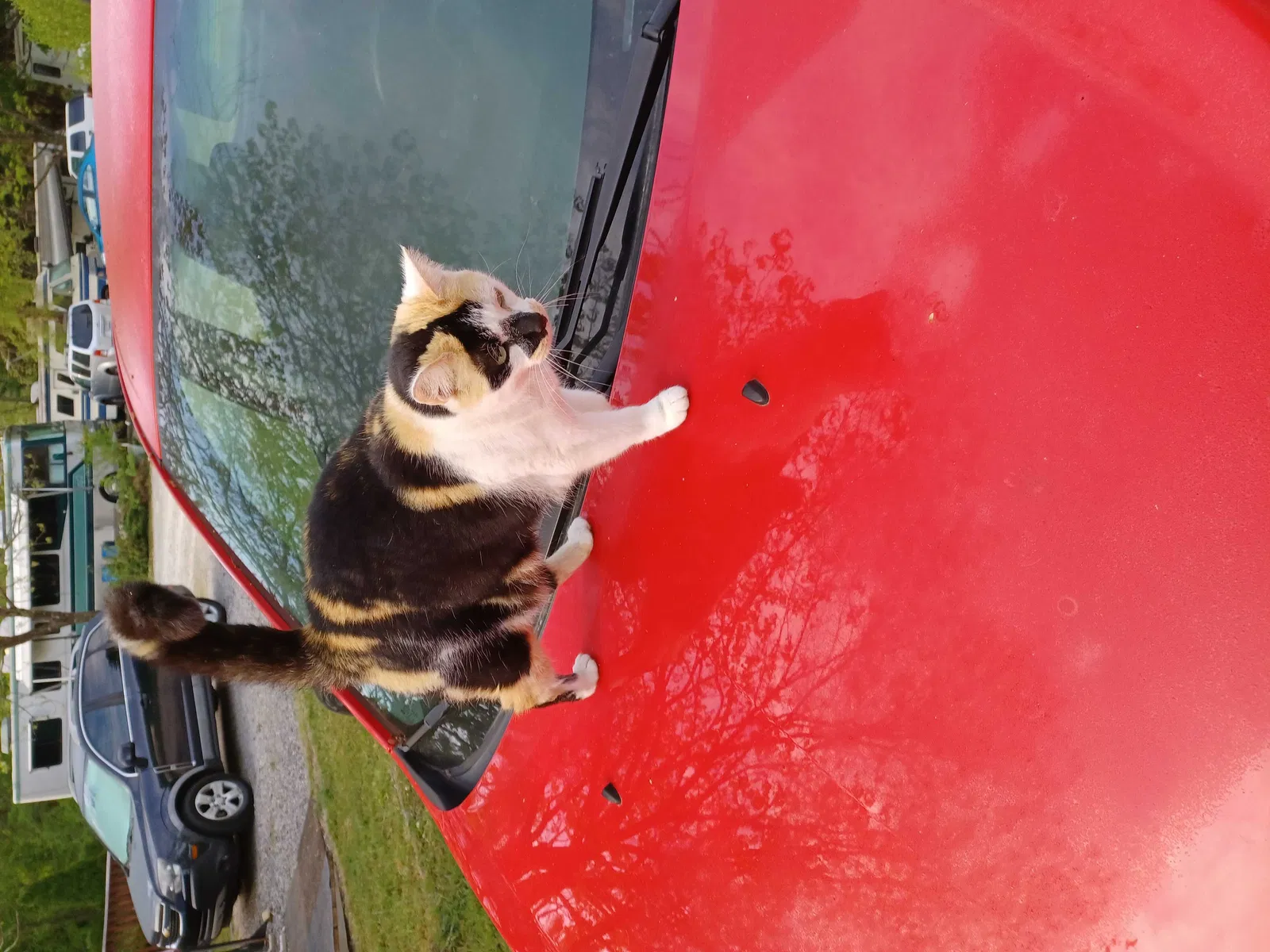 Lost cat in Travelers Rest, SC, 29690