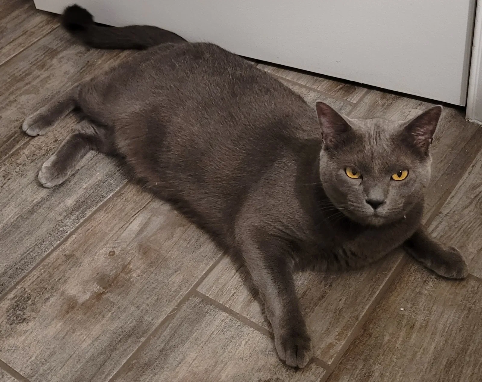 Lost cat in Kissimmee, FL, 34747