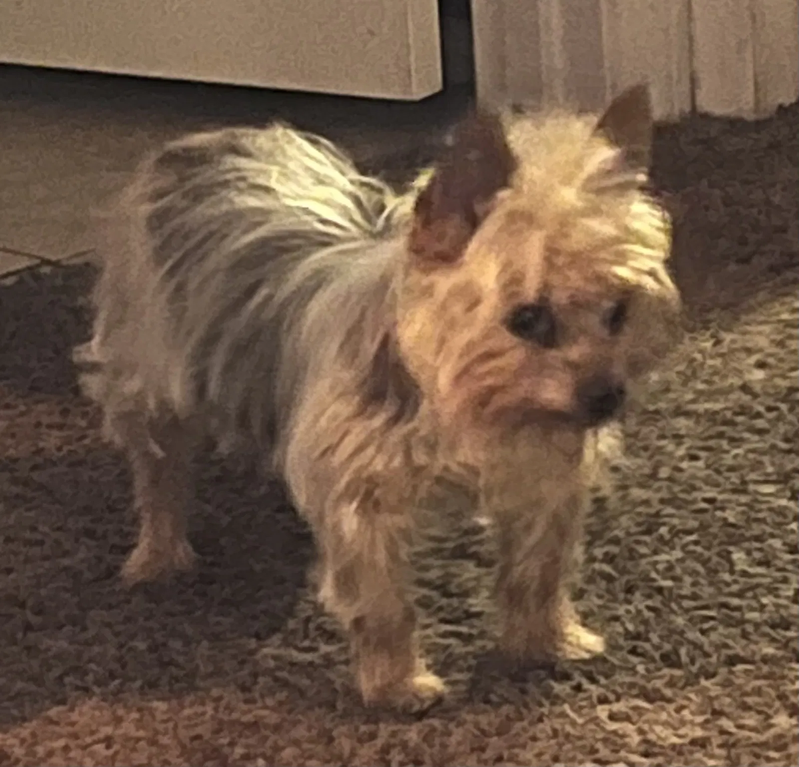 Lost dog in Las Vegas, NV, 89139