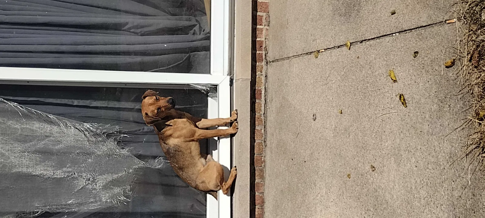 Lost dog in Chicago, IL, 60628