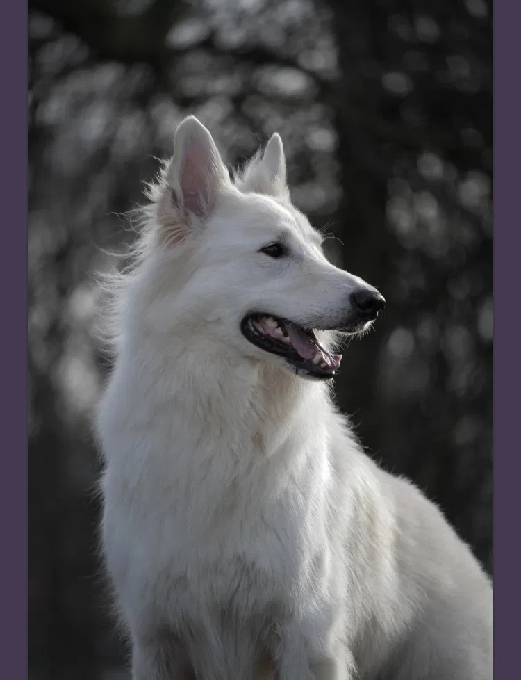 Found dog in Ford, WA, 99013