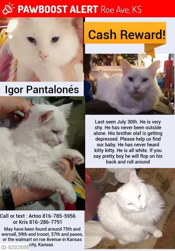 Lost cat in Kansas City, MO, 64109