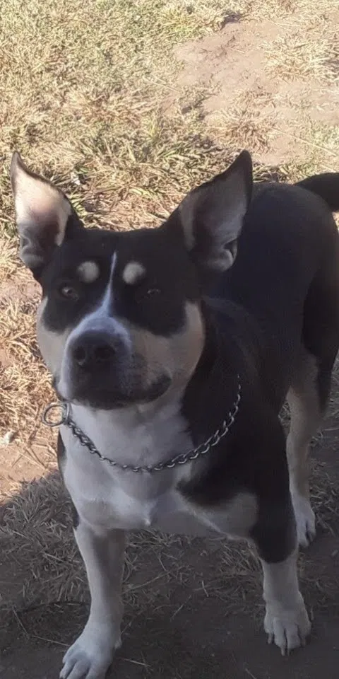 Lost dog in Oklahoma City, OK, 73179