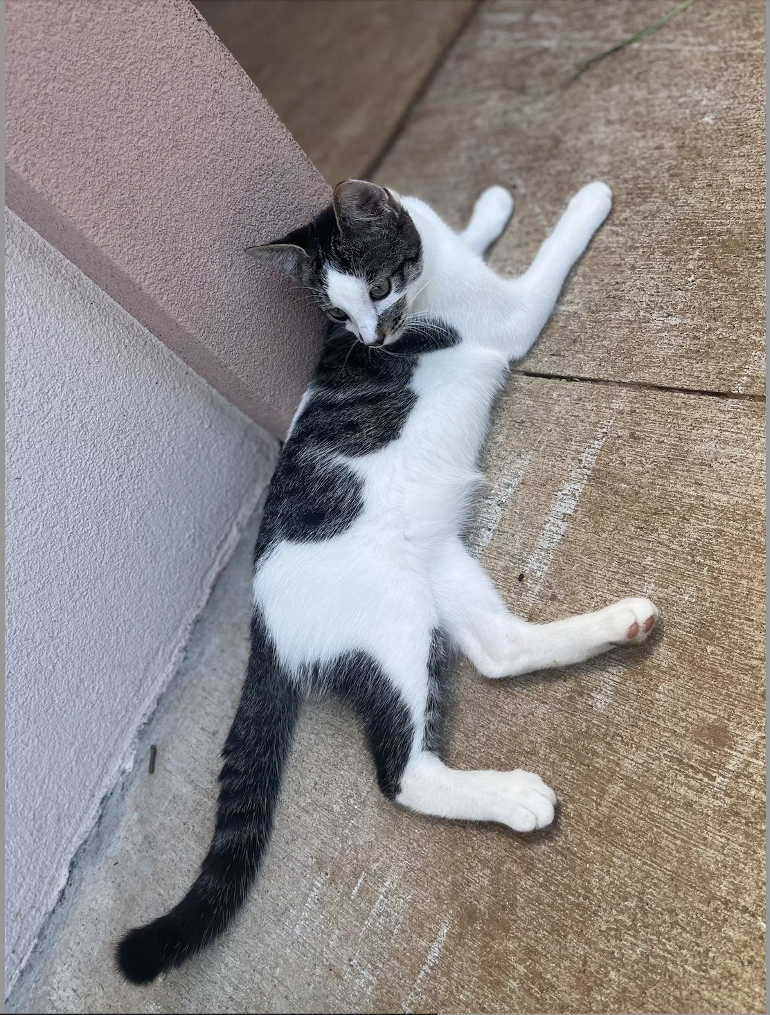 Lost cat in Wahiawa, HI, 96786