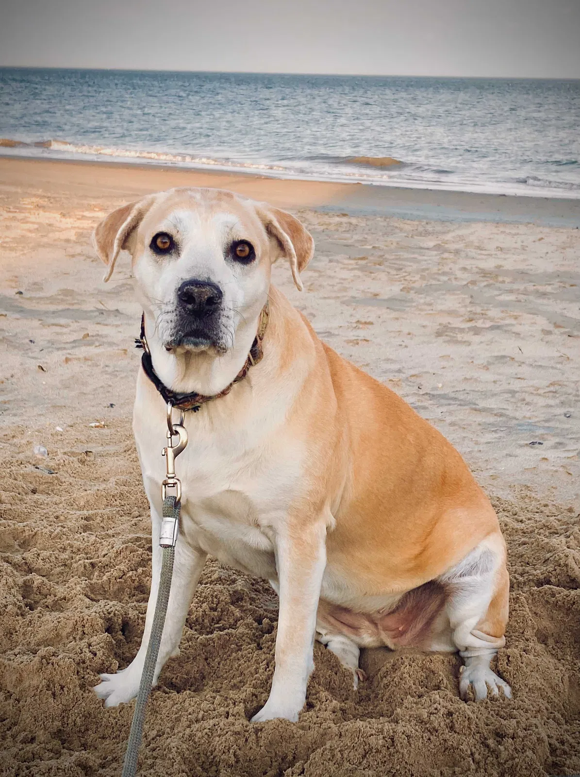 Lost dog in Hampton, VA, 23664
