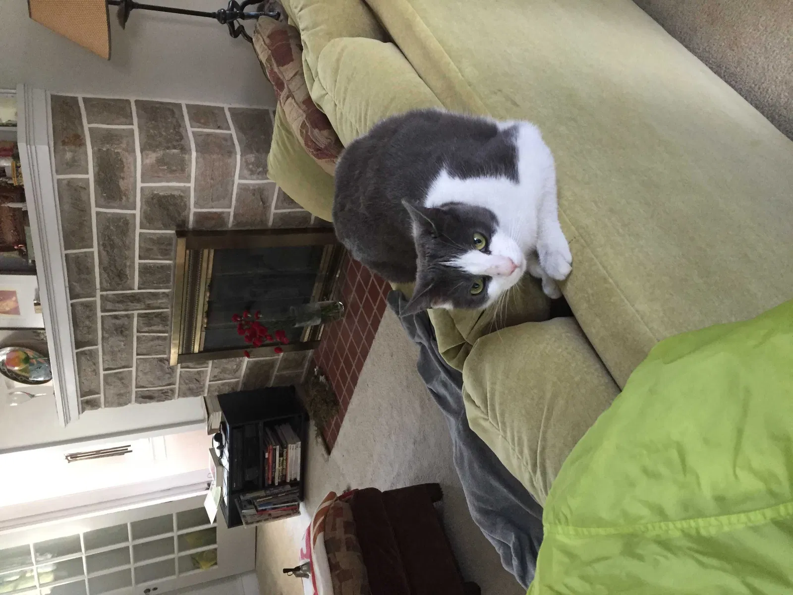 Lost cat in Lansdowne, PA, 19050