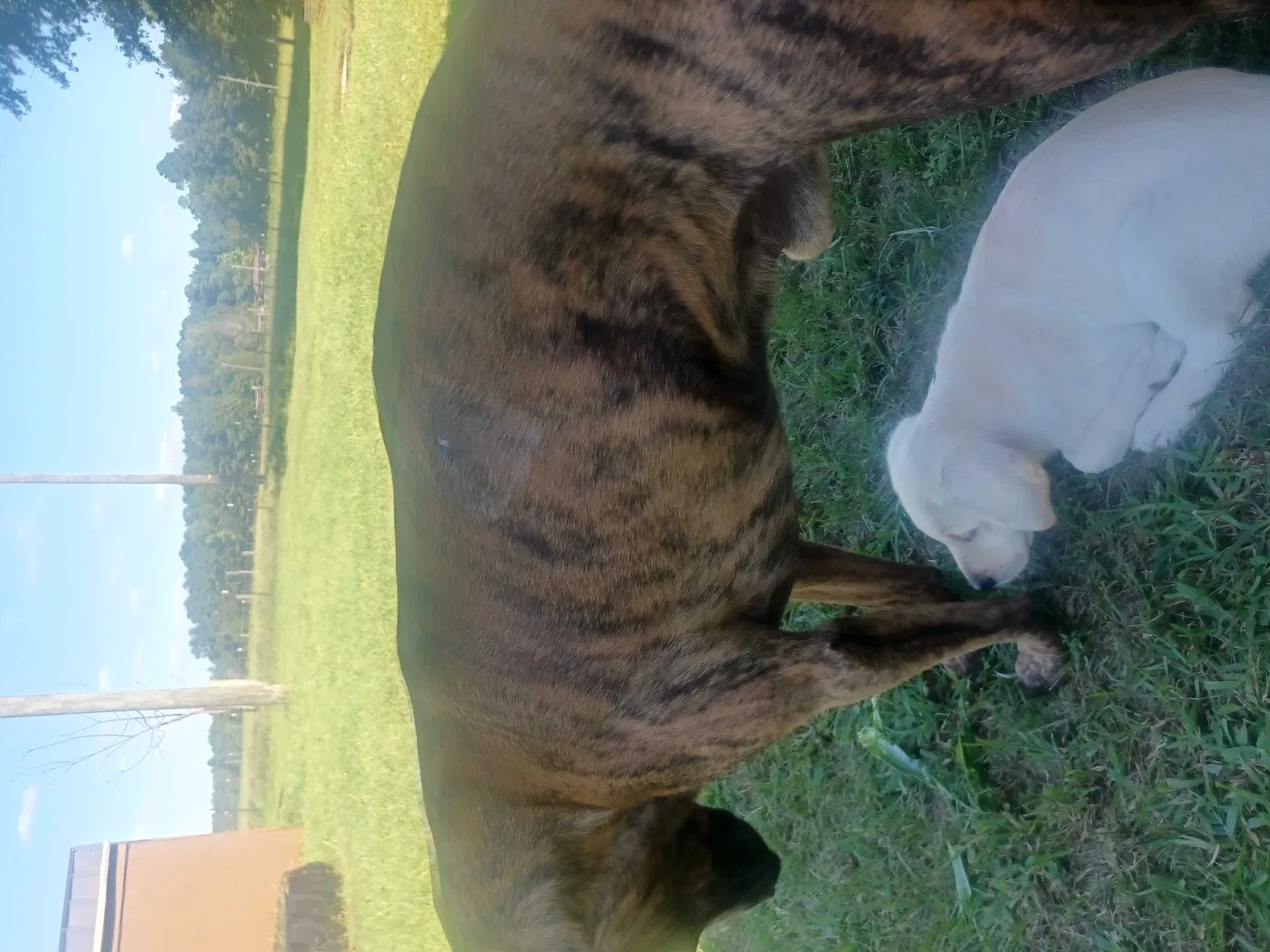 Lost dog in Williston, SC, 29853