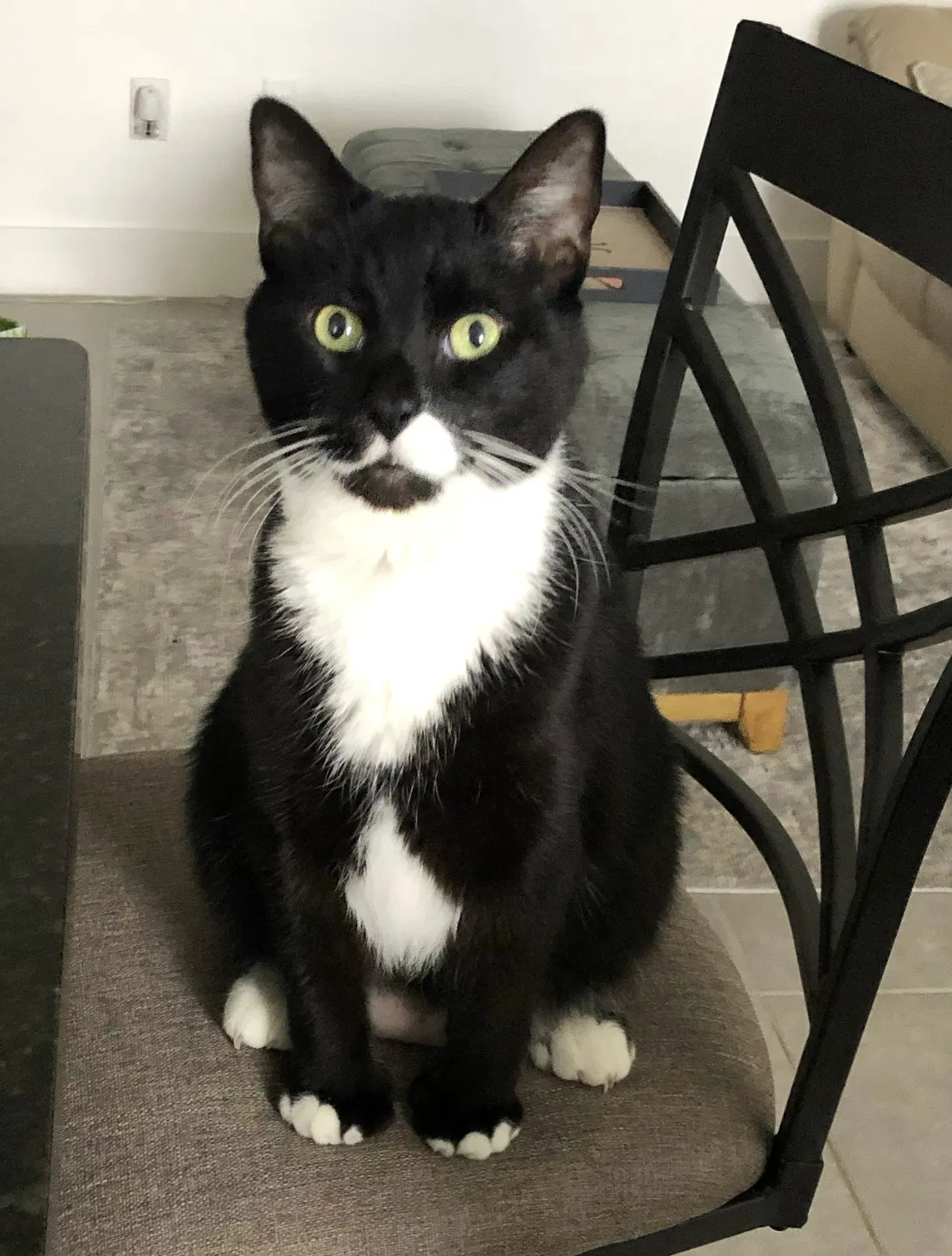 Lost cat in Miami, FL, 33196