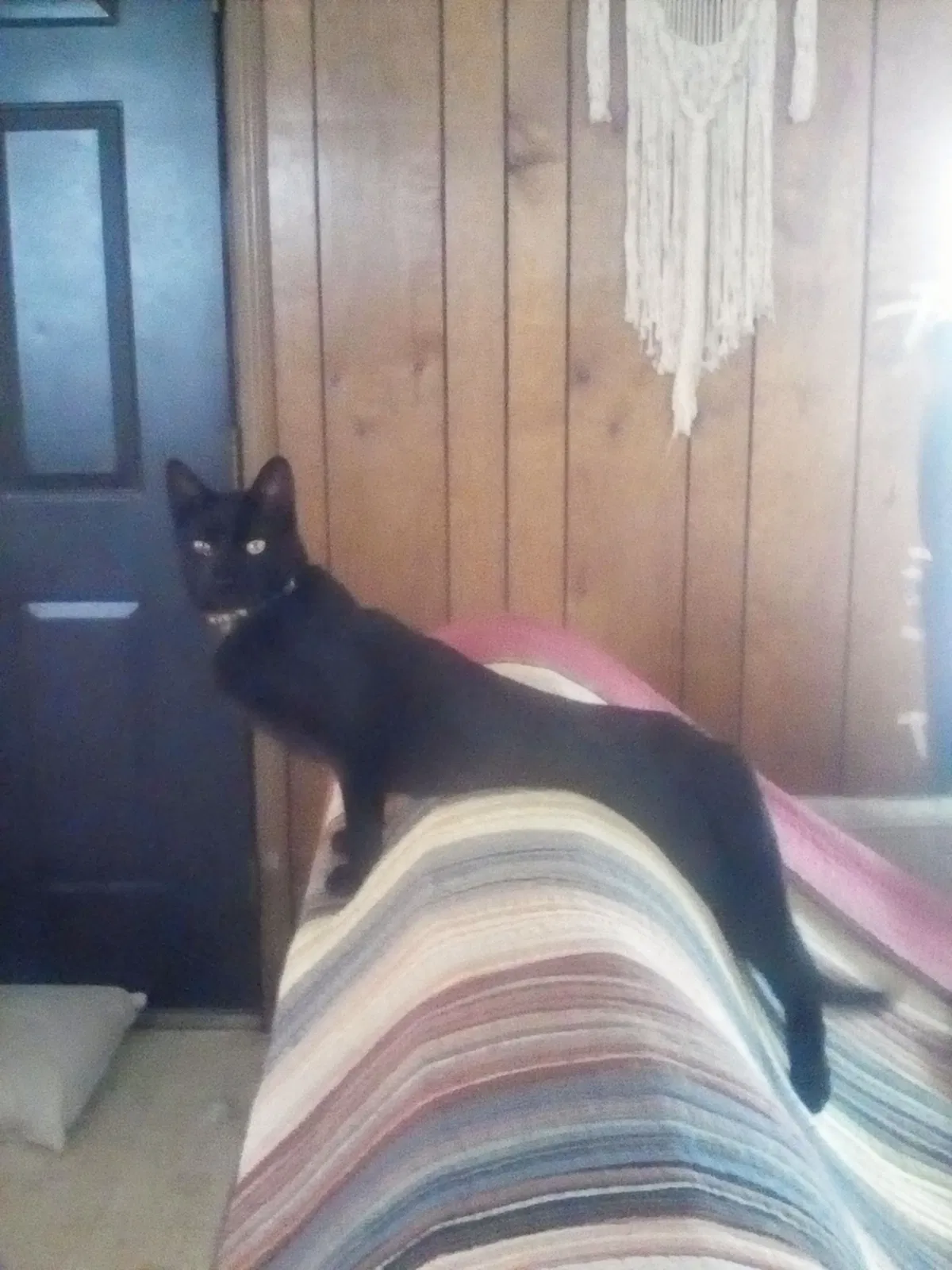 Lost cat in Pueblo, CO, 81008