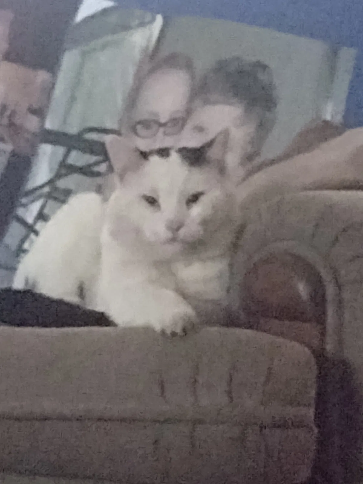Lost cat in Festus, MO, 63028