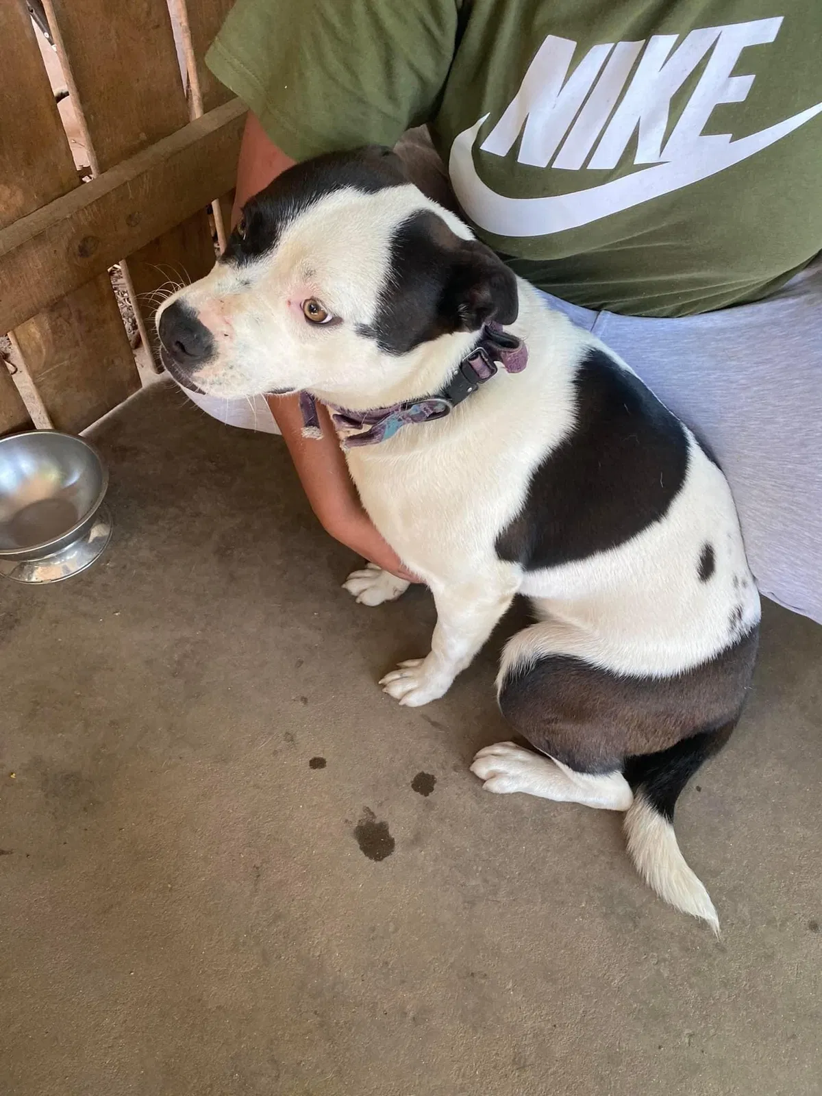 Lost dog in Florissant, MO, 63031