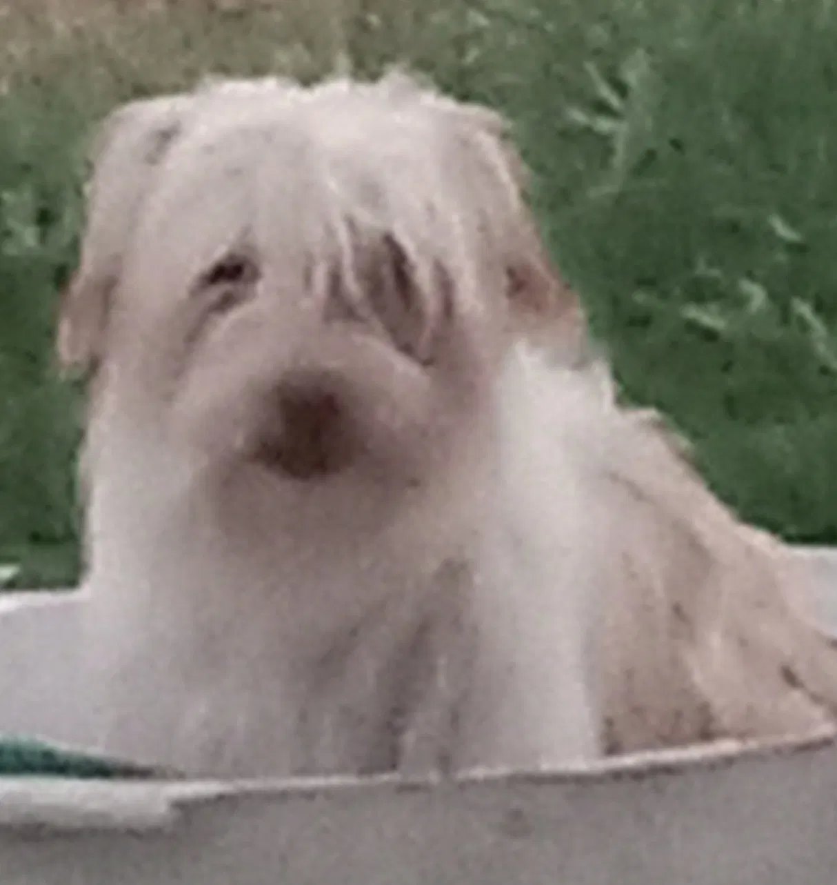 Lost dog in Phoenix, AZ, 85015
