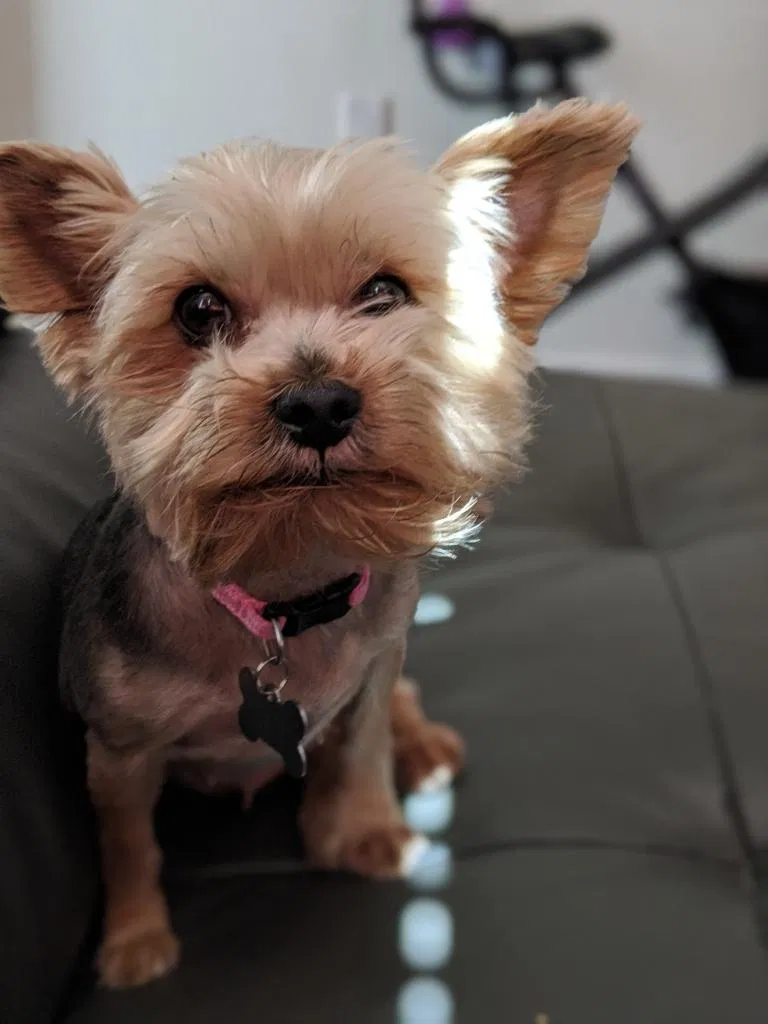 Lost dog in Homestead, FL, 33032