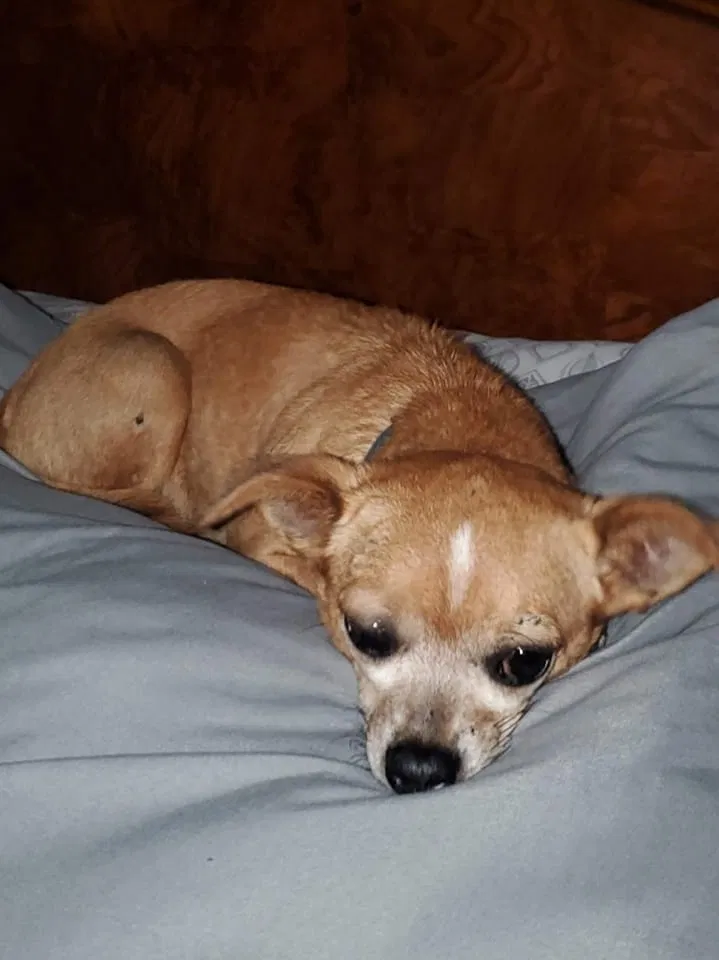 Lost dog in Escondido, CA, 92026