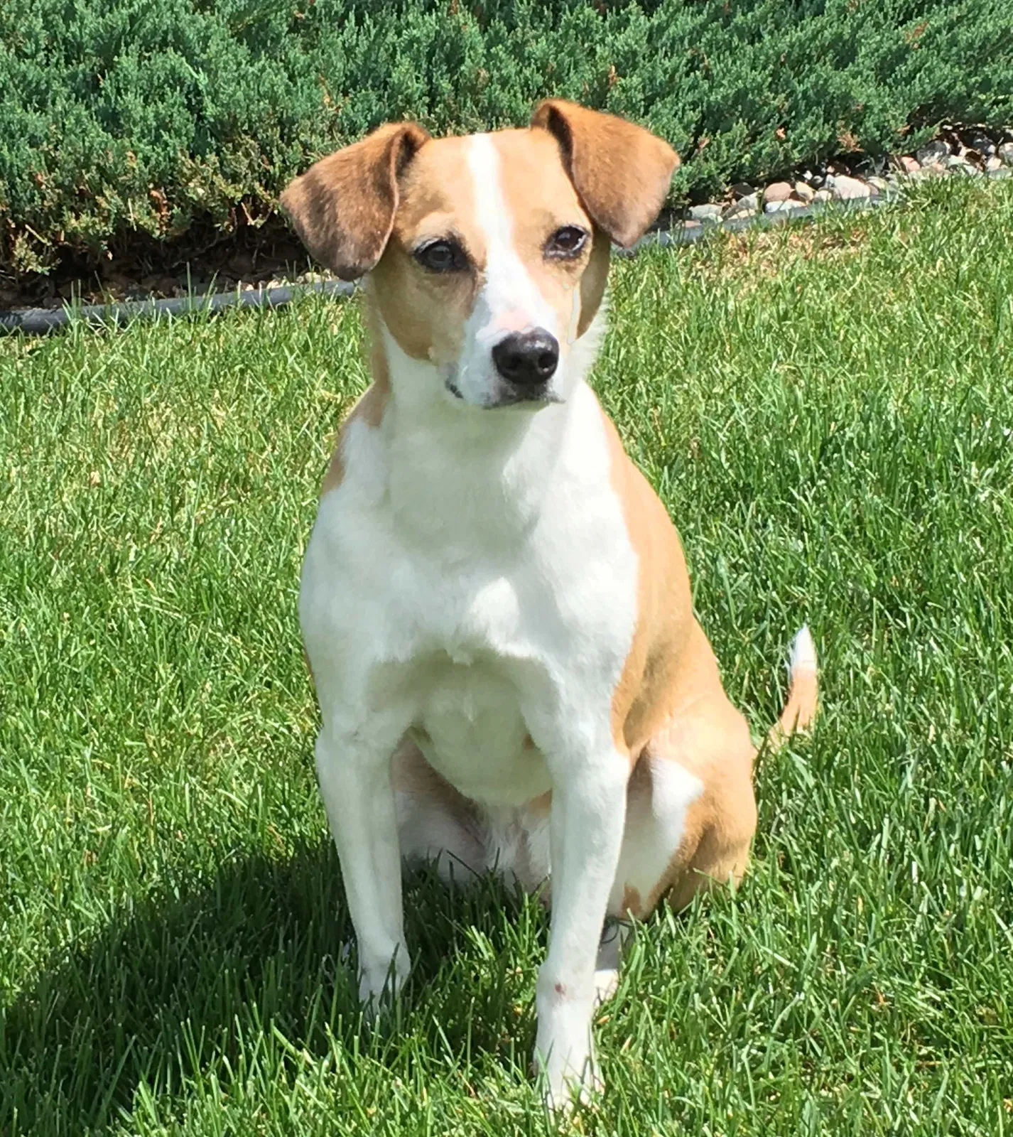 Lost dog in Minneapolis, MN, 55446