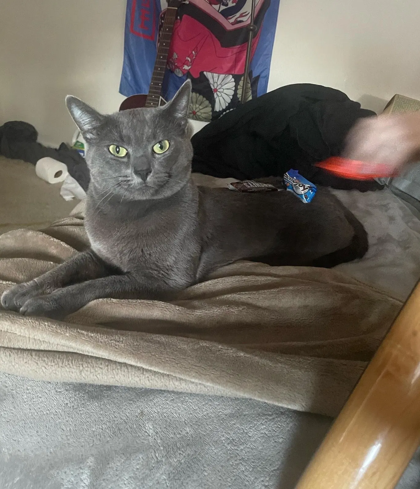 Lost cat in Dana Point, CA, 92629