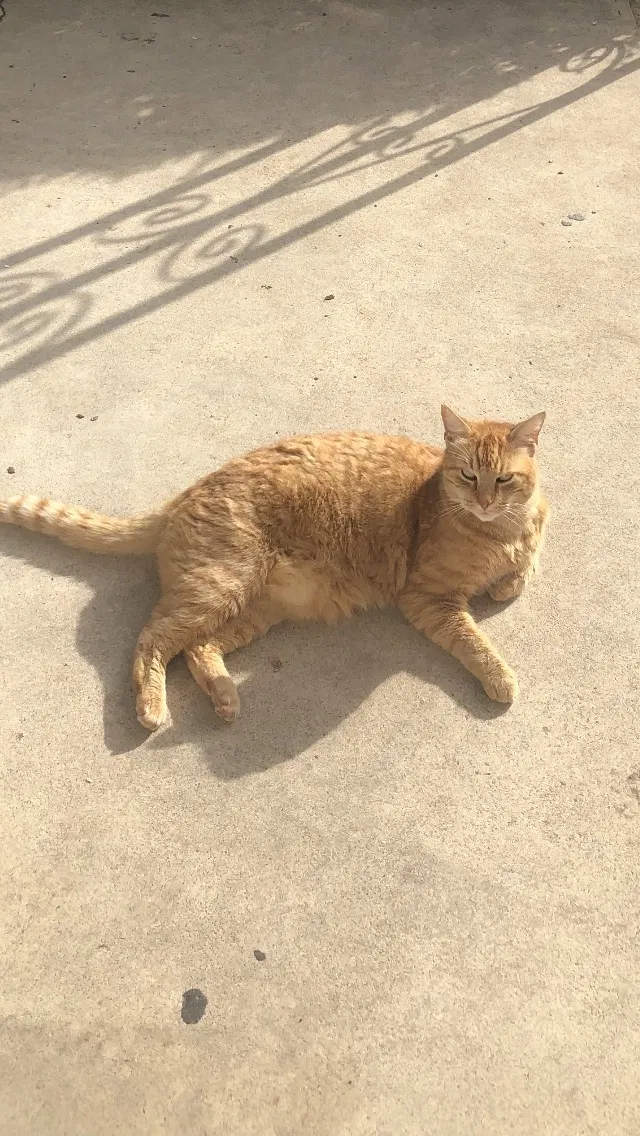 Lost cat in Norristown, PA, 19401