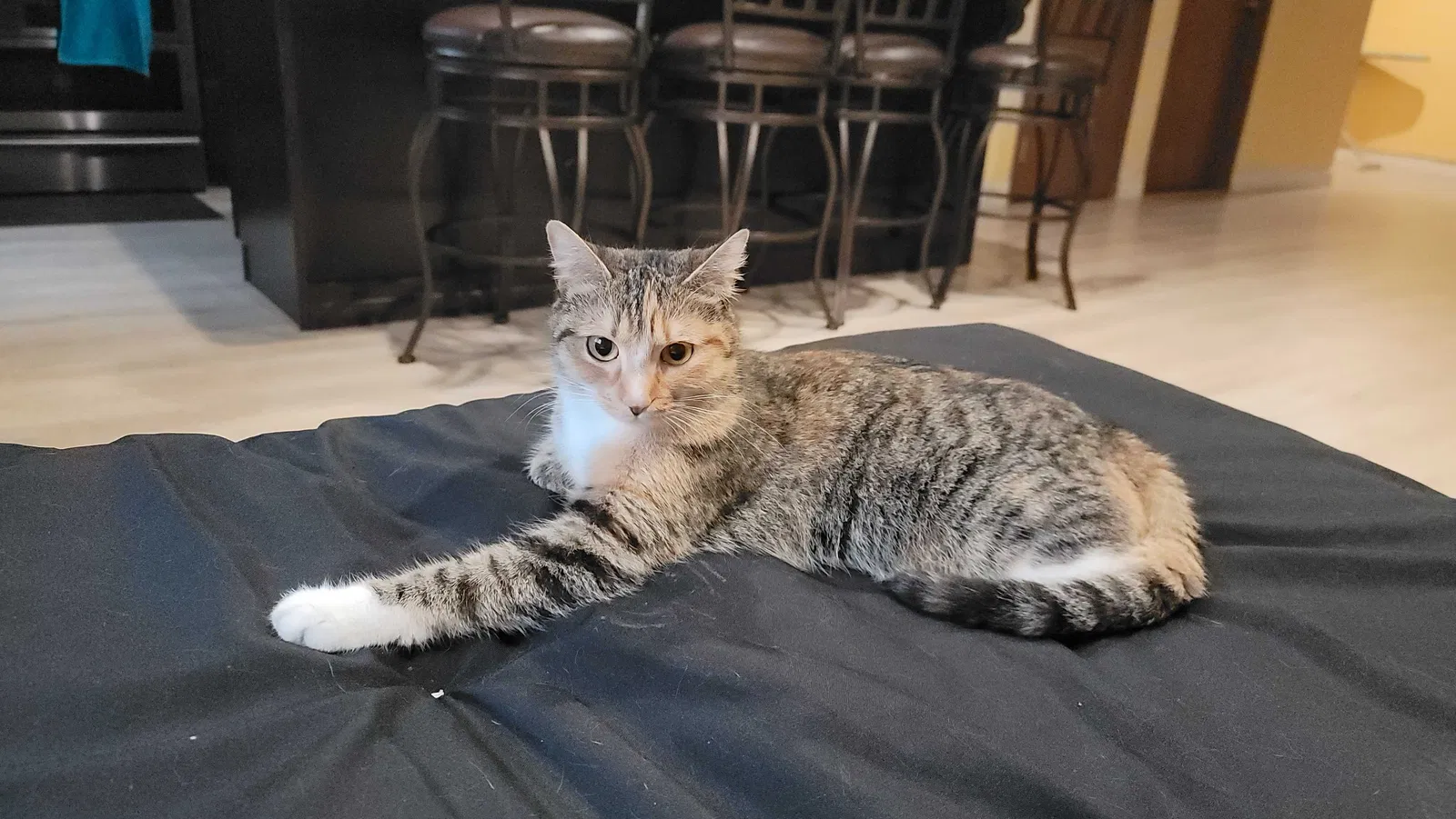 Lost cat in Wichita, KS, 67226