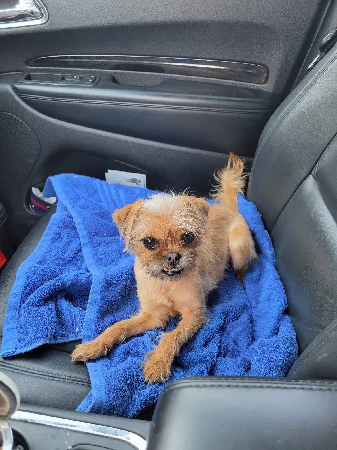 Lost dog in Altoona, PA, 16601