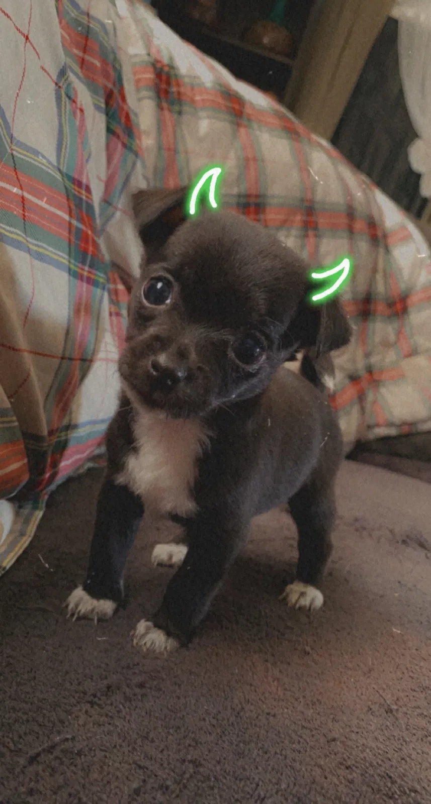 Lost dog in Pampa, TX, 79065