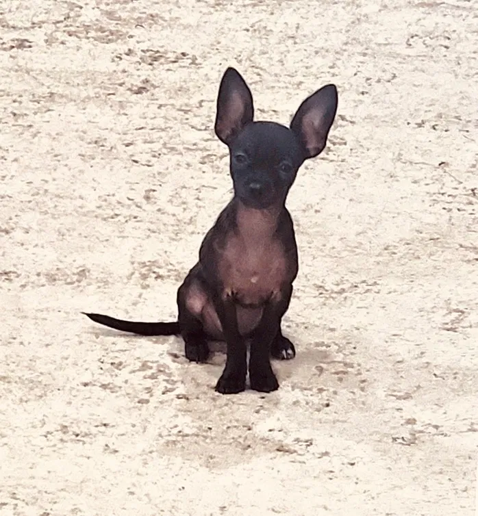 Lost dog in Sugar Land, TX, 77479