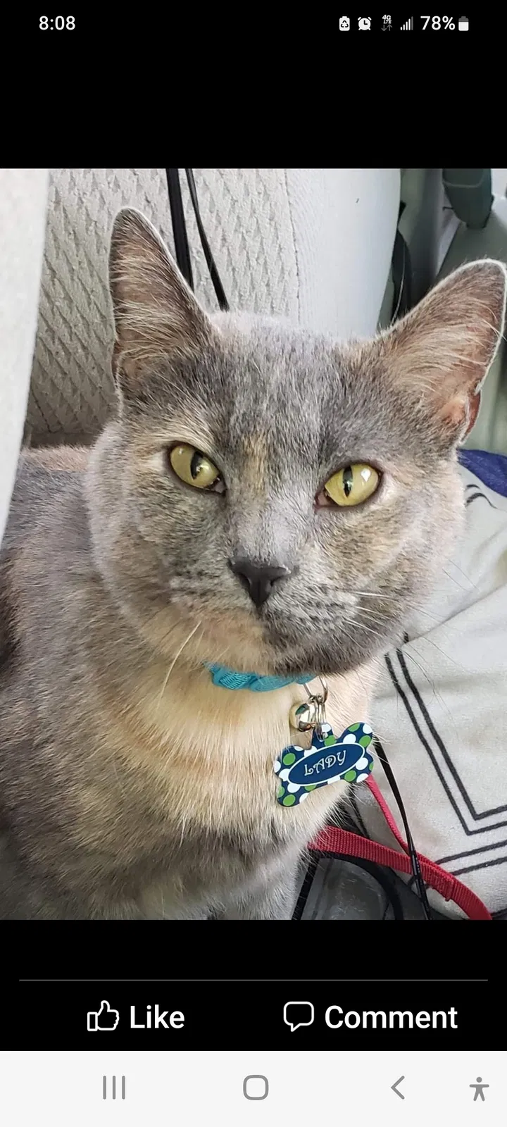 Lost cat in Townsend, TN, 37882