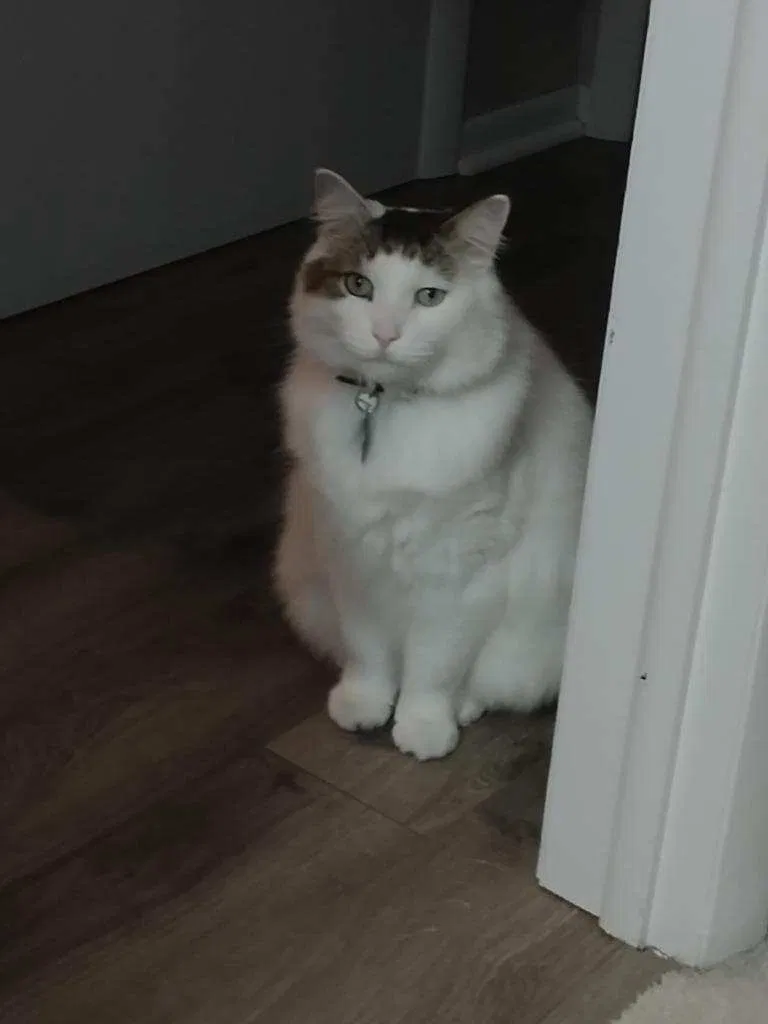 Lost cat in Saginaw, MI, 48638