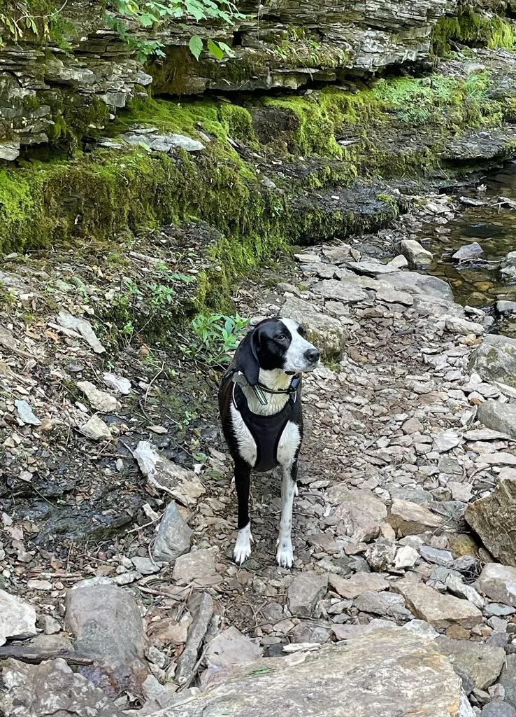 Lost dog in Minneapolis, MN, 55406