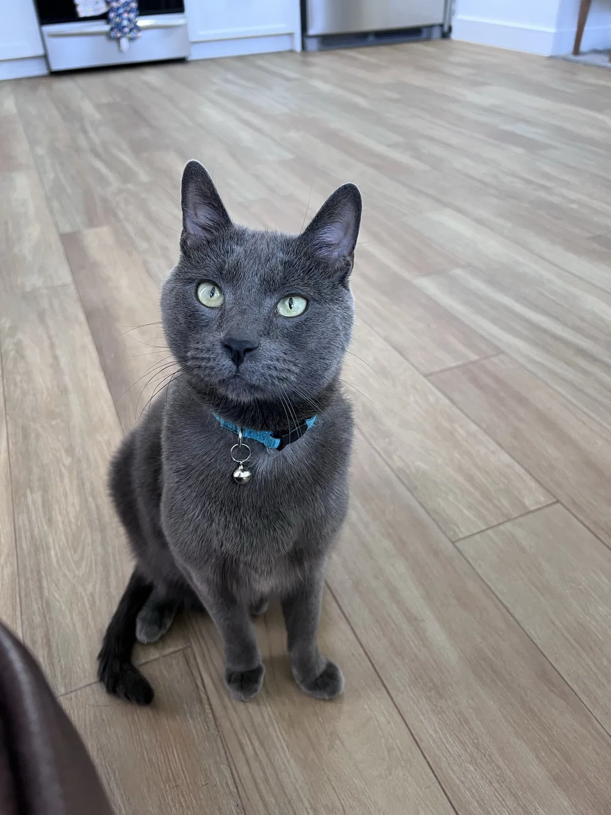 Lost cat in San Diego, CA, 92104