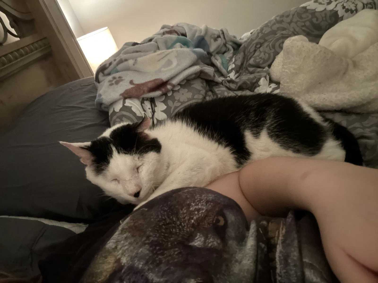 Lost cat in Middletown, NY, 10940