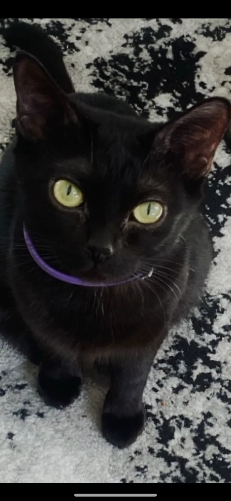 Lost cat in Sunnyside, NY, 11104