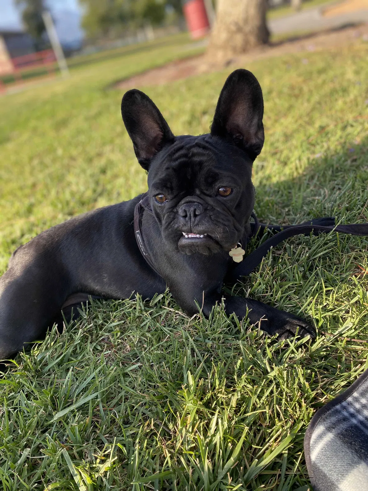 Lost dog in Ontario, CA, 91762