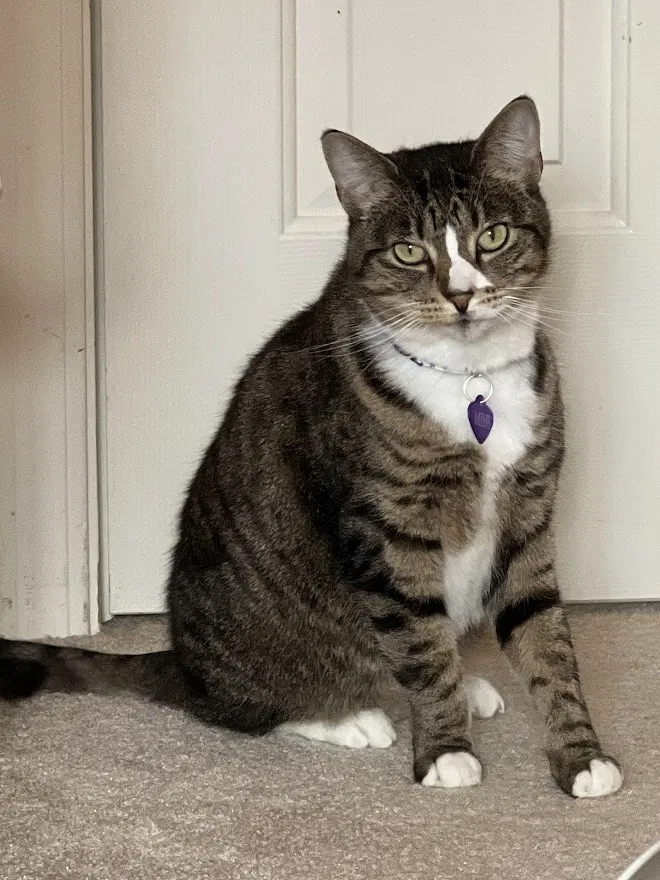 Lost cat in Gresham, OR, 97080