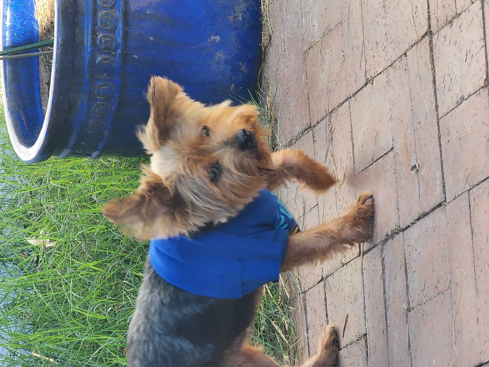 Lost dog in Scottsdale, AZ, 85251