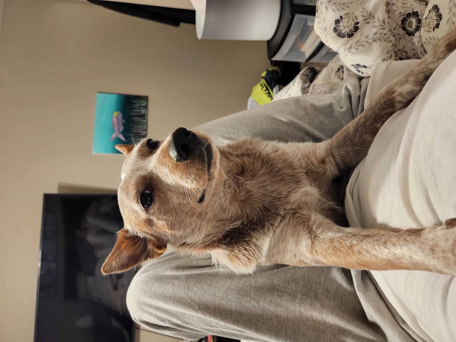 Lost dog in Sun Valley, NV, 89433