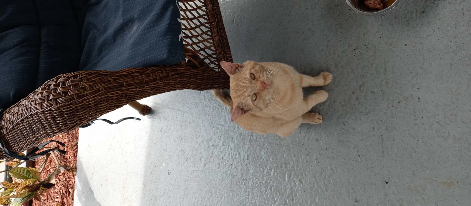 Lost cat in Haines City, FL, 33844