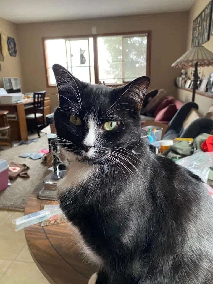 Lost cat in Prior Lake, MN, 55372